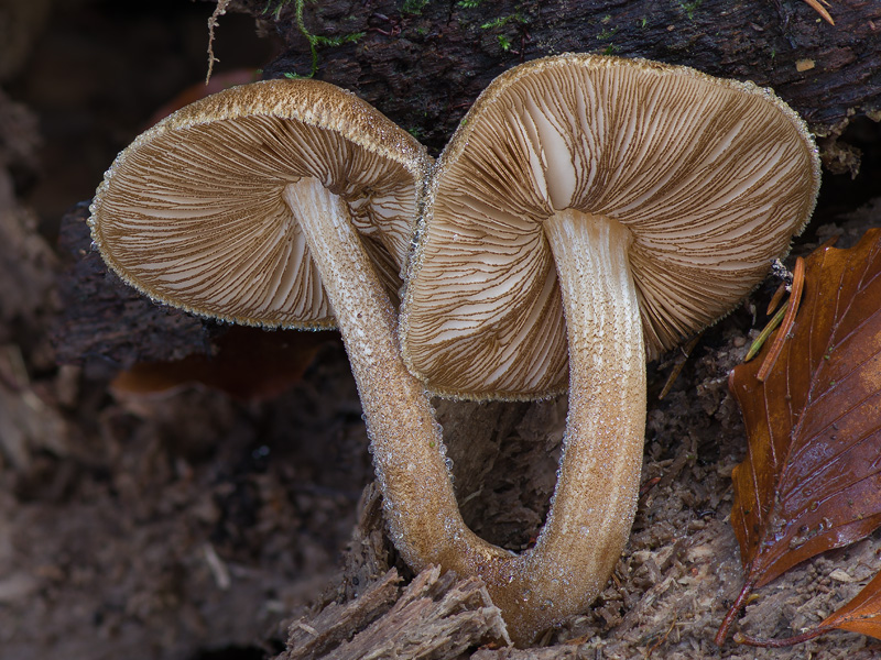 Pluteus umbrosus